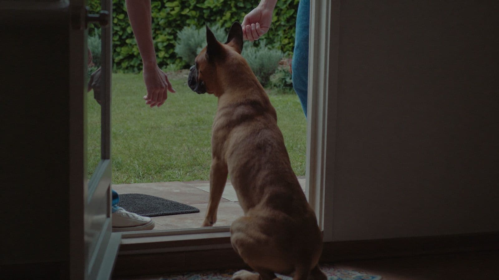 A boxer sitting in an open doorway looking out at a garden on an overcast day