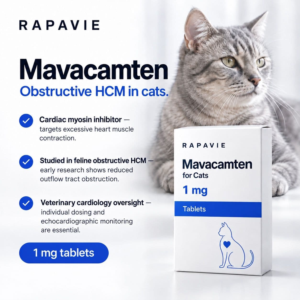 A grey tabby cat beside the Rapavie mavacamten for cats carton: 1 mg tablets for obstructive HCM in cats
