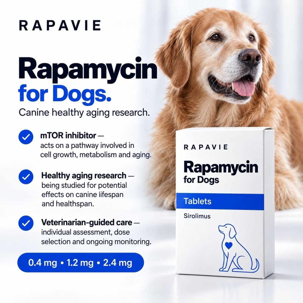 An older golden retriever beside the Rapavie rapamycin for dogs carton: sirolimus tablets for canine healthy aging