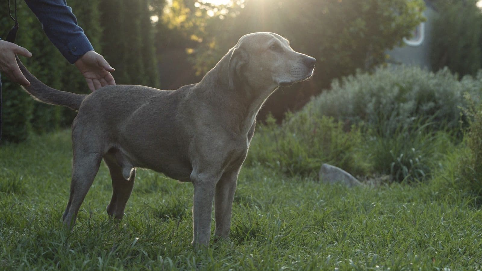 A grey-muzzled labrador standing in long grass at the edge of a garden in evening light