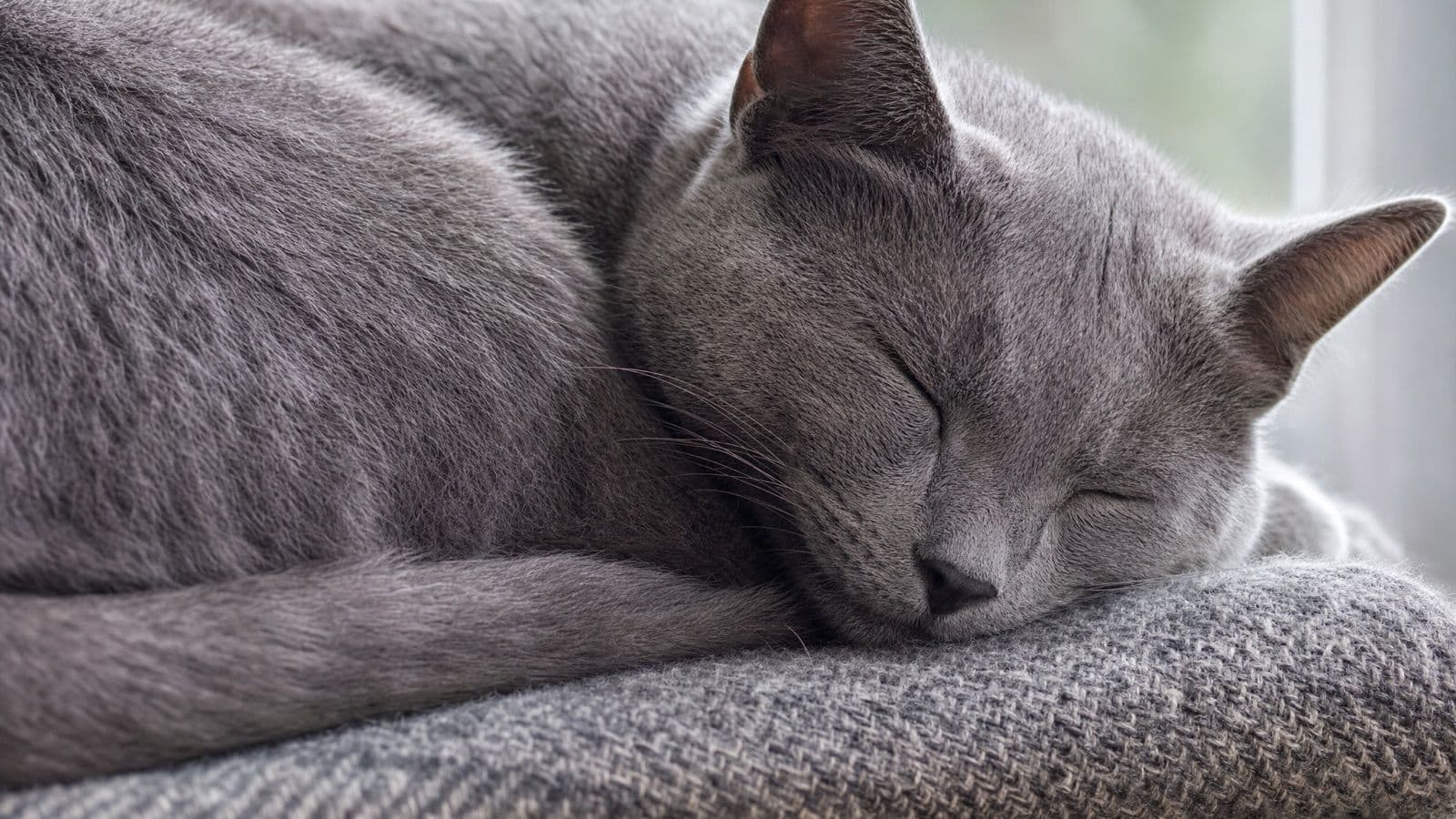 A grey cat asleep and curled on a stack of folded wool blankets beside a window